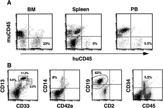 Fig. 7. Human engraftment of secondary recipients by BM from a primary recipient of human CD34+ cells. (A) Histograms of BM, spleen, and PB cells stained with antibodies against both mu and hu CD45. All secondary recipients from experiments 1 and 7 contained huCD45+ cells in these tissues. (B) Typical profiles of the myeloid, lymphoid, and progenitor cells comprising the huCD45+ cell fraction of mouse BM are illustrated with histograms from the BM of a secondary recipient. Mouse BM cells were triple-stained and cells within the huCD45+ gate were analyzed. Populations of myeloid progenitors (CD33+, 2.3%), early myeloid cells (CD13+/33+, 11.3%), more mature myeloid cells (CD13+, 9.5%), monocytes (CD14+, 8%), and B cells (CD19+, 63%) were observed, while a significant proportion (5.5%) of huCD45+ BM cells expressed CD34.