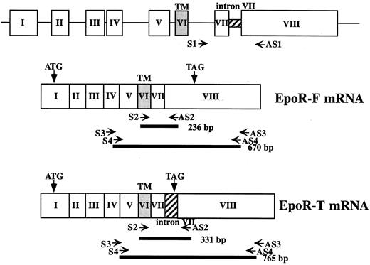Fig. 1. Diagram of EPOR gene and positions of PCR primers. Top, structure of the human EPOR gene; middle and bottom, structure of the 2 mRNA species. Positions of PCR primers are shown by arrows, and the product of each PCR is shown by bold lines along with expected length.