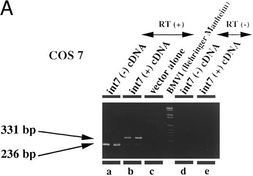 Fig. 4. Expression of intron VII–spliced and –unspliced mRNAs for EPOR in cell lines transfected with EPOR cDNA with (int7 cDNA) and without (-int cDNA) the intron VII sequence. Transfection was performed using the Lipofectamine reagent. Total RNA was prepared 24 hours after the transfection procedure was terminated. RT-PCR was performed using the primer set of sense-2 and antisense-2. Because the number of cycles was reduced, endogenous mRNA is not demonstrated even in the hematopoietic cells. Since the cDNA used for transfection could directly be a template for PCR to generate a product with the same size as that generated by mRNA, RT-negative reaction mixture was always used as a negative control (see lanes d and e in A and d to f in C). All steps were performed in duplicate. Figures shown are results obtained using COS 7 (A), NIH3T3 (B), HEL (C), and Jurkat (D) cells. The size marker used was BMVI (Boehringer-Mannheim). Among cells transfected with cDNA containing intron VII, EPOR-T mRNA is much more abundant than EPOR-F mRNA in COS 7 and NIH3T3 cells, whereas the ratio of EPOR-T mRNA to EPOR-F mRNA is about the same in hematopoietic cells.