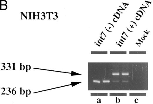Fig. 4. Expression of intron VII–spliced and –unspliced mRNAs for EPOR in cell lines transfected with EPOR cDNA with (int7 cDNA) and without (-int cDNA) the intron VII sequence. Transfection was performed using the Lipofectamine reagent. Total RNA was prepared 24 hours after the transfection procedure was terminated. RT-PCR was performed using the primer set of sense-2 and antisense-2. Because the number of cycles was reduced, endogenous mRNA is not demonstrated even in the hematopoietic cells. Since the cDNA used for transfection could directly be a template for PCR to generate a product with the same size as that generated by mRNA, RT-negative reaction mixture was always used as a negative control (see lanes d and e in A and d to f in C). All steps were performed in duplicate. Figures shown are results obtained using COS 7 (A), NIH3T3 (B), HEL (C), and Jurkat (D) cells. The size marker used was BMVI (Boehringer-Mannheim). Among cells transfected with cDNA containing intron VII, EPOR-T mRNA is much more abundant than EPOR-F mRNA in COS 7 and NIH3T3 cells, whereas the ratio of EPOR-T mRNA to EPOR-F mRNA is about the same in hematopoietic cells.