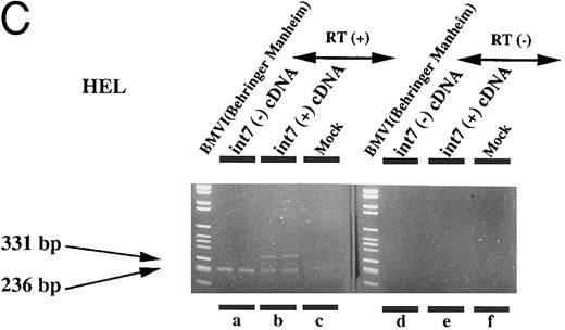 Fig. 4. Expression of intron VII–spliced and –unspliced mRNAs for EPOR in cell lines transfected with EPOR cDNA with (int7 cDNA) and without (-int cDNA) the intron VII sequence. Transfection was performed using the Lipofectamine reagent. Total RNA was prepared 24 hours after the transfection procedure was terminated. RT-PCR was performed using the primer set of sense-2 and antisense-2. Because the number of cycles was reduced, endogenous mRNA is not demonstrated even in the hematopoietic cells. Since the cDNA used for transfection could directly be a template for PCR to generate a product with the same size as that generated by mRNA, RT-negative reaction mixture was always used as a negative control (see lanes d and e in A and d to f in C). All steps were performed in duplicate. Figures shown are results obtained using COS 7 (A), NIH3T3 (B), HEL (C), and Jurkat (D) cells. The size marker used was BMVI (Boehringer-Mannheim). Among cells transfected with cDNA containing intron VII, EPOR-T mRNA is much more abundant than EPOR-F mRNA in COS 7 and NIH3T3 cells, whereas the ratio of EPOR-T mRNA to EPOR-F mRNA is about the same in hematopoietic cells.