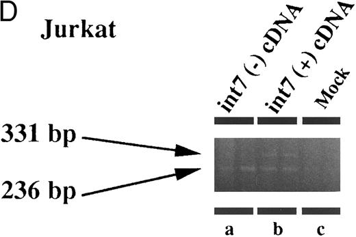 Fig. 4. Expression of intron VII–spliced and –unspliced mRNAs for EPOR in cell lines transfected with EPOR cDNA with (int7 cDNA) and without (-int cDNA) the intron VII sequence. Transfection was performed using the Lipofectamine reagent. Total RNA was prepared 24 hours after the transfection procedure was terminated. RT-PCR was performed using the primer set of sense-2 and antisense-2. Because the number of cycles was reduced, endogenous mRNA is not demonstrated even in the hematopoietic cells. Since the cDNA used for transfection could directly be a template for PCR to generate a product with the same size as that generated by mRNA, RT-negative reaction mixture was always used as a negative control (see lanes d and e in A and d to f in C). All steps were performed in duplicate. Figures shown are results obtained using COS 7 (A), NIH3T3 (B), HEL (C), and Jurkat (D) cells. The size marker used was BMVI (Boehringer-Mannheim). Among cells transfected with cDNA containing intron VII, EPOR-T mRNA is much more abundant than EPOR-F mRNA in COS 7 and NIH3T3 cells, whereas the ratio of EPOR-T mRNA to EPOR-F mRNA is about the same in hematopoietic cells.