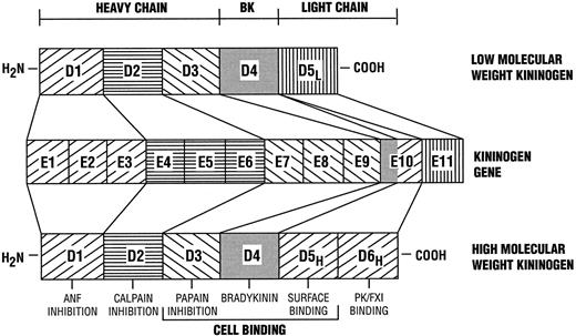 Fig. 1. The domain structure of the kininogens. The kininogens are produced by one gene with 11 exons (E1-E11). E1-E3 codes for domain 1 (D1) on both HK (high molecular weight kininogen) and LK (low molecular weight kininogen). Parts of domain 1 inhibit atrial naturetic factor. E4-E6 codes for domain 2 (D2), which has papain and unique calpain inhibitory sequences. E7-E9 codes for domain 3 (D3), which has papain inhibitory sequences. Domain 4 (D4) is coded by part of E10; it is the bradykinin sequence on kininogens and the first 12 amino acids of the light chains of HK and LK. The remainder of E10 codes for HK's light chain, which consists of domain 5 (D5H ) and domain 6 (D6H ). D5H is an artificial surface binding region; D6H has the prekallikrein and factor XI binding regions. Domains 3, 4, and 5 on HK also participate in cell binding. E11 codes for the remainder of the unique light chain of LK (D5L ).