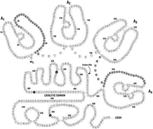 Fig. 3. The structure of prekallikrein. The letters A1 through A4 represent the apple domains of prekallikrein's heavy chain. The notation Factor XIIa and arrow at arginine371 represent the factor XIIa activation site on prekallikrein. Histidine415 , aspartic acid464 , and serine559 represent kallikrein's catalytic active site. A circle with a shaded background represents the regions involved in binding to high molecular weight kininogen. Adapted from Chung et al.89