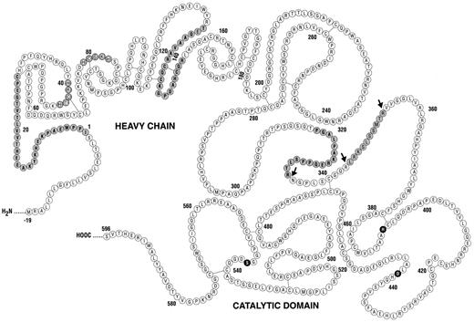 Fig. 4. The structure of factor XII. Proteolysis at arginines 334, 343, and 353 (see arrows) results in activated factor XII (β-factor XIIa). The catalytic triad of factor XIIa consists of histidine393 , aspartic acid442 , and serine544 . A circle with a shaded background represents the artificial surface binding domains on factor XII's heavy chain. A circle with horizontal lines represent two of factor XII's zinc binding domains. Adapted from Cool and MacGillivray.119