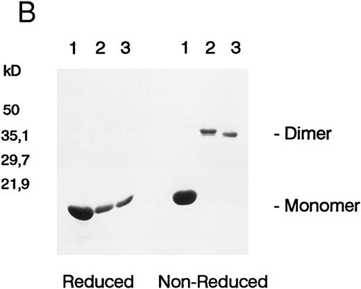 Fig. 1. (A) Chromatogram of murine kit ligand separated on C18 reverse-phase HPLC ( — ). Proliferation of the MO7e cell line is also shown (- - -) at a dilution at which both active peaks are titrating out. (B) SDS-PAGE of fractions from the three peaks of KL protein run under reduced and nonreduced conditions.