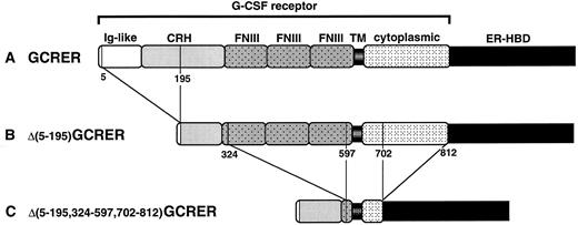 Fig. 1. Schematic diagram of the chimeric molecules: (A) GCRER, (B) Δ(5-195)GCRER, and (C) Δ(5-195,324-597,702-812)GCRER. The amino acid numbers at the boundaries of deleted portions in G-CSFR are indicated. CRH, cytokine receptor-homologous domain; FNIII, fibronectin type III domain; TM, transmembrane domain.