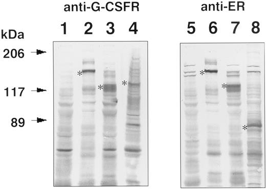 Fig. 2. Western blot analysis for GCRER, Δ(5-195)GCRER, Δ(5-195,324-597,702-812)GCRER, and GCR expression in the transfected Ba/F3 cells. Cell lysates of parent Ba/F3 cells (lanes 1 and 5) and the Ba/F3 cells transfected with pCMX-GCRER (lanes 2 and 6), pCMX-Δ(5-195)GCRER (lanes 3 and 7), pCMX-Δ(5-195,324-597,702-812)GCRER (lane 8), and pCMX-GCR (lane 4) were size-fractionated in SDS polyacrylamide gels, and electroblotted to PVDF membranes. Chimeric molecules were detected using anti–G-CSFR antibody (lanes 1, 2, 3, and 4) or anti-ER antibody (lanes 5, 6, 7, and 8). The bands were visualized using alkaline phosphatase–conjugated second antibody and 5-bromo-4-chloro-3-indoyl-phosphate (BCIP)/NBT color development substrate. *Transgene products.