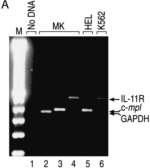 Fig. 4. Expression of IL-11 receptor α chain in human BM CD41+CD14− cells. (A) CD34+ human BM cells were isolated and cultured as described in the Materials and Methods. Total RNA from sorted cultured CD41+CD14− cells and K562 and HEL cells (positive controls for IL-11 receptor α chain and c-mpl mRNAs, respectively) was isolated, first-strand cDNA was synthesized, and gene expression was analyzed via RT-PCR. The fragments were visualized by staining with ethidium bromide after separation in 2% agarose gel. The primers used generated the following fragments: human IL-11R, 475 bp (lanes 1, 4, and 6); human c-mpl, 379 bp (lanes 3 and 5); and human GAPDH, 361 bp (lane 2). Lane 1, no cDNA; lane 2, MK cDNA from 2.5 × 104 cell equivalents; lanes 3 and 4, MK cDNA from 105 cell equivalents; lane 5, HEL cDNA from 37.5 ng of polyA+ RNA; lane 6, K562 cDNA from 37.5 ng of polyA+ RNA. (B) Western blot analysis was performed on total cell lysate from human cultured BM CD41+CD14− cells and K562 cells (positive control). CHO/IL11R (James Tobin, Genetics Institute, Inc) cells were used as a positive control for IL-11 receptor α chain antibody specificity and CHO cells as the negative control. Total cell protein from CD41+CD14− cells (3 × 106 cells for IL-11R and 5 × 105 cells for CD41) and from cell lines (2 × 106 K562 cells for IL-11R, 5 × 103 CHO/IL-11R cells for IL-11R, and 5 × 103 CHO cells for IL-11R) was separated by sodium dodecyl sulfate-polyacrylamide gel electrophoresis (SDS-PAGE) and transferred to nitrocellulose membranes. IL-11 receptor α chain, 48-kD protein (lanes 1 through 4), and CD41, 135-kD protein (lane 5), were detected with the appropriate antibodies (1.0 μg/mL). Autoradiography was performed on the membranes (CD41 for 4 minutes and IL-11 receptor for 1 hour).