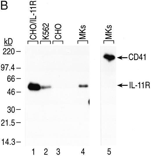 Fig. 4. Expression of IL-11 receptor α chain in human BM CD41+CD14− cells. (A) CD34+ human BM cells were isolated and cultured as described in the Materials and Methods. Total RNA from sorted cultured CD41+CD14− cells and K562 and HEL cells (positive controls for IL-11 receptor α chain and c-mpl mRNAs, respectively) was isolated, first-strand cDNA was synthesized, and gene expression was analyzed via RT-PCR. The fragments were visualized by staining with ethidium bromide after separation in 2% agarose gel. The primers used generated the following fragments: human IL-11R, 475 bp (lanes 1, 4, and 6); human c-mpl, 379 bp (lanes 3 and 5); and human GAPDH, 361 bp (lane 2). Lane 1, no cDNA; lane 2, MK cDNA from 2.5 × 104 cell equivalents; lanes 3 and 4, MK cDNA from 105 cell equivalents; lane 5, HEL cDNA from 37.5 ng of polyA+ RNA; lane 6, K562 cDNA from 37.5 ng of polyA+ RNA. (B) Western blot analysis was performed on total cell lysate from human cultured BM CD41+CD14− cells and K562 cells (positive control). CHO/IL11R (James Tobin, Genetics Institute, Inc) cells were used as a positive control for IL-11 receptor α chain antibody specificity and CHO cells as the negative control. Total cell protein from CD41+CD14− cells (3 × 106 cells for IL-11R and 5 × 105 cells for CD41) and from cell lines (2 × 106 K562 cells for IL-11R, 5 × 103 CHO/IL-11R cells for IL-11R, and 5 × 103 CHO cells for IL-11R) was separated by sodium dodecyl sulfate-polyacrylamide gel electrophoresis (SDS-PAGE) and transferred to nitrocellulose membranes. IL-11 receptor α chain, 48-kD protein (lanes 1 through 4), and CD41, 135-kD protein (lane 5), were detected with the appropriate antibodies (1.0 μg/mL). Autoradiography was performed on the membranes (CD41 for 4 minutes and IL-11 receptor for 1 hour).