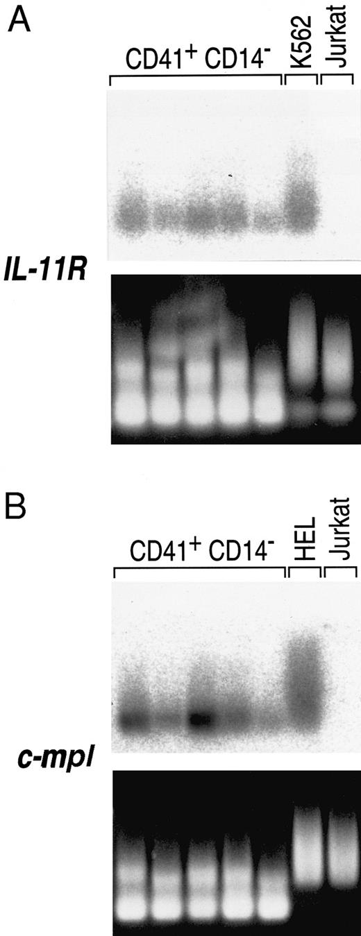 Fig. 5. Expression of IL-11 receptor α chain in single human BM CD41+CD14− cells. The lower panels are the ethidium bromide-stained amplified MK cDNAs that were transferred to nylon membranes, probed with the specified receptor cDNAs, and subjected to FUJI bio imaging analysis (upper panels). Five MKs were analyzed for IL-11 receptor α chain expression (A) to avoid individual cell artifacts, and the cell differences may represent heterogeneity in the MK population. The cDNAs were also probed for c-mpl gene expression (B), a receptor known to be MK lineage-specific. K562 cells and HEL cells were used as positive controls for IL-11 receptor α chain and c-mpl expression, respectively. Jurkat cells were used as a negative control for both genes. The amplification protocol produces variable length cDNAs from any given transcript, so that smears rather than bands result when the membranes are hybridized to a corresponding probe.24