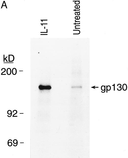 Fig. 6. rhIL-11 induced tyrosine phosphorylation of gp130 and STAT3 proteins in BM MKs. Isolated guinea pig BM MKs were incubated with or without rhIL-11 after a preincubation with 32P-orthophosphate. Cells were lysed and supernatants were incubated with anti-gp130 antibody (A) and anti-STAT3 antibody (B). Immunoprecipitates were separated by SDS-PAGE and autoradiography of the dried gels was performed.