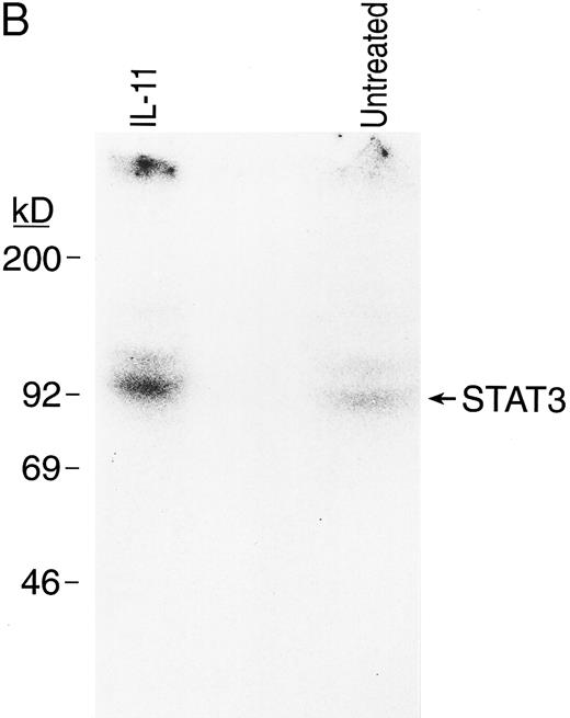Fig. 6. rhIL-11 induced tyrosine phosphorylation of gp130 and STAT3 proteins in BM MKs. Isolated guinea pig BM MKs were incubated with or without rhIL-11 after a preincubation with 32P-orthophosphate. Cells were lysed and supernatants were incubated with anti-gp130 antibody (A) and anti-STAT3 antibody (B). Immunoprecipitates were separated by SDS-PAGE and autoradiography of the dried gels was performed.