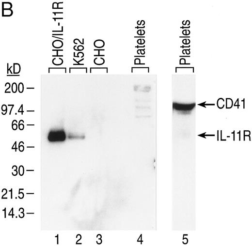 Fig. 7. Expression of IL-11 receptor α chain in human platelets. (A) Total RNA from human platelets, K562 cells, and HEL cells was isolated and analyzed via RT-PCR as described in Fig 4. The DNA fragments were visualized by including digoxigenin-11-dUTP in the PCR mix and using an immunochemiluminescent detection system. Autoradiography of the membrane filter was performed for 2 hours. The primers used generated the fragments described in Fig 4: human IL-11R (lanes 1, 2, and 4) and human c-mpl (lanes 3 and 5). Lane 1, no cDNA; lanes 2 and 3, platelet cDNA from 1 × 106 cell equivalents; lane 4, K562 cDNA from 37.5 ng of polyA+ RNA; lane 5, HEL cDNA from 37.5 ng of polyA+ RNA. (B) Western blot analysis of IL-11 receptor α chain expression in human platelets. Total protein from platelets (7.5 × 107 for IL-11R and 5 × 107 for CD41) and cells (5 × 103 CHO cells, 5 × 103 CHO/IL-11R cells, and 2 × 106 K562 cells) was separated by SDS-PAGE and transferred to nitrocellulose membranes. IL-11 receptor α chain (lanes 1 through 4) and CD41 (lanes 5 and 6) were detected with 1.0 μg/mL of primary antibody. Autoradiography was performed on the membranes (CD41 for 30 seconds and IL-11 receptor for 1 hour).