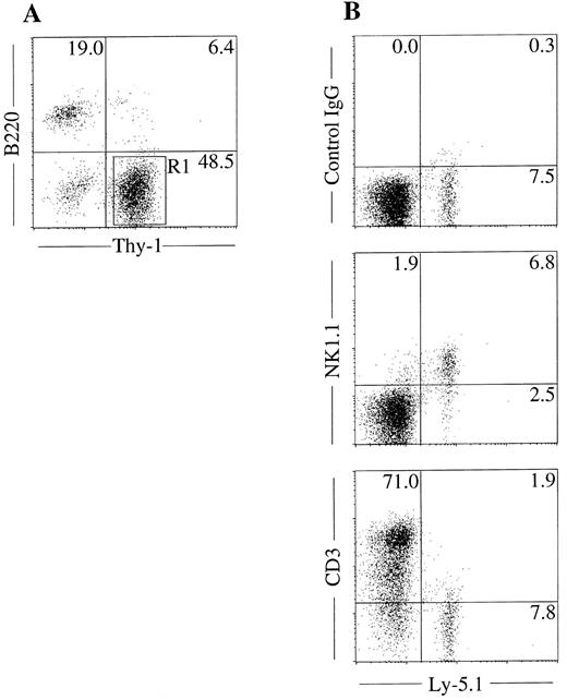 Fig. 4. NK cell potential of Thy-1+ cells present in mixed colonies. Sca-1+c-kit+ cells were purified from C57BL/6-Ly5.1/C57BL/6-Ly5.2 F1 (Ly5.1/Ly5.2) mice. Cells were cultured in the methylcellulose media containing IL-2, IL-7, IL-11, and SF. After incubation for 18 days, mixed NK cell colonies were individually picked, pooled, stained with PE-anti–B220 and FITC-anti–Thy-1, and analyzed by flow cytometry (A). Thy-1+B220− cells (R1) were sorted and incubated in hanging drop for 20 hours with fetal thymus lobes from BDF1 (Ly5.2) mice. The lobes were transferred to filter membranes and cultured for 11 days. Cells recovered from lobes were stained with FITC-anti–Ly5.1 and PE-anti–NK1.1, PE-anti–CD3 or mixture of PE-hamster–IgG and PE-mouse IgG2a and analyzed by FACS Vantage (B).