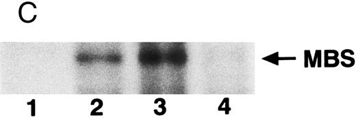 Fig. 3. Phosphorylation of MBS and inactivation of myosin phosphatase by Rho-kinase. (A) Coimmunoprecipitation of RhoA and Rho-kinase with platelet MBS. Coprecipitated RhoA (left) and Rho-kinase (right) were determined by probing immunoblots with antibodies against respective proteins. (B) Coprecipitation of MBS with Rho-kinase from human platelets. Immunoprecipitation with anti–Rho-kinase antibody and immunoblot analysis of MBS were described in the Materials and Methods. (C) In vitro phosphorylation of platelet MBS by GST-Rho-kinase and its inhibition by staurosporine. MBS immunoprecipitates of platelet lysates were incubated with Rho-kinase in the presence of staurosporine, as described under Materials and Methods. Protein phosphorylation was analyzed by SDS-PAGE, followed by autoradiography. Lane 1, no incubation; Lane 2, 15 minutes of incubation without GST-Rho-kinase; Lane 3, 15 minutes of incubation with GST-Rho-kinase, Lane 4; 15 minutes of incubation with GST-Rho-kinase in the presence of 1 μmol/L staurosporine. The results are representative of three independent experiments. (D) Effect of MBS phosphorylation on the activity of myosin phosphatase. MBS immunoprecipitates were incubated without GST-Rho-kinase (▵, ▴), with GST-Rho-kinase (□, ▪) or with GST-Rho-kinase and 1 μmol/L staurosporine (○, •), as described in the Materials and Methods. At the indicated times, aliquots of the reaction mixture were quenched by addition of a solution containing final 10 mmol/L EGTA to stop the reaction and were kept on ice. Activity of myosin phosphatase (open symbol) was determined immediately. Phosphorylation (solid symbol) of MBS was analyzed by SDS-PAGE and autoradiography. Points, means of three separate experiments (SD < 10%).