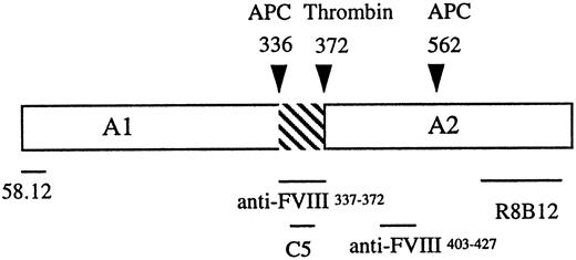 Fig. 1. Localization of factor VIII heavy chain-reactive antibodies. The A1 and A2 domains are separated by an acidic region (hatched). Cleavage sites for thrombin3 and APC3,10 are designated by arrowheads. Antibody 58.12 was prepared against a 13 residue peptide composed of the heavy chain amino terminal sequence. The C5 epitope has been mapped to residues 351-36535 and is retained as the C-terminus of the A1 subunit after thrombin cleavage. R8B12 recognizes an epitope near the C-terminus of the A2 subunit.10 Epitopes for the antipeptide polyclonal antibodies are as indicated.