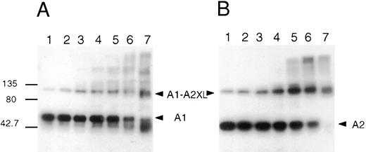 Fig. 2. Cross-linking of factor VIIIa with EDC. Factor VIIIa (750 nmol/L) was incubated in the absence (lane 1) and presence of EDC at 75 μmol/L (lane 2), 188 μmol/L (lane 3), 375 μmol/L (lane 4), 750 μmol/L (lane 5), 1.5 mmol/L (lane 6), or 3 mmol/L (lane 7) for 2 hours at room temperature in a reaction (35 μL) containing 25 mmol/L Mes, pH 6, and 0.01% Tween-20. An aliquot was removed from each sample and assayed for factor VIIIa activity (C). SDS sample buffer was added to the remainder of each sample and reactions were subjected to electrophoresis on 6% to 15% gels, transferred to PVDF, and immunoblotted with the anti-A1 subunit antibody, 58.12 (A), or the anti-A2 subunit antibody, R8B12 (B).