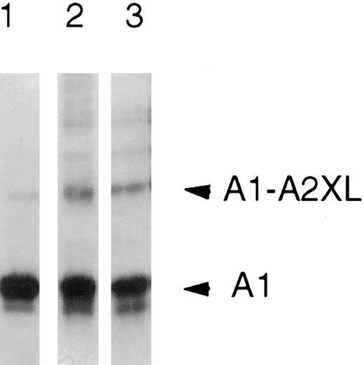Fig. 3. Alkaline treatment of the cross-linked A1-A2 dimer. Cross-linked factor VIIIa (750 nmol/L) was incubated in the presence of 0.75 mol/L ammonium hydroxide, pH 11, for 15 minutes. Sample buffer was added and reactions (25 μL) were subjected to electrophoresis on 6% to 15% gels, transferred to PVDF, and immunoblotted with the anti-A1 subunit antibody, 58.12. Lane 1, factor VIIIa; lane 2, cross-linked factor VIIIa; and lane 3, cross-linked factor VIIIa plus 0.75 mol/L NH4OH.