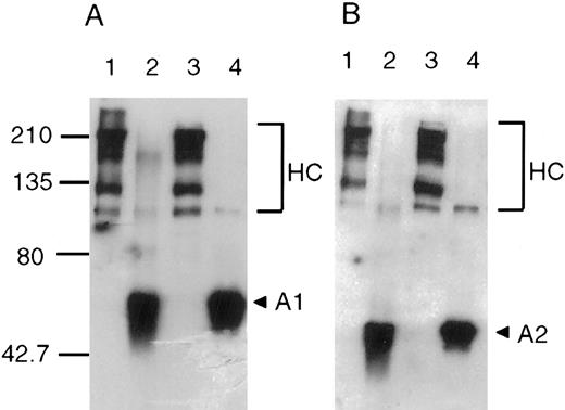Fig. 4. Cross-linking of factor VIII with EDC. Factor VIII (250 nmol/L) was incubated in the presence (lanes 1 and 2) or absence (lanes 3 and 4) of EDC (250 μmol/L) in a reaction (100 μL) containing 20 mmol/L Mes, pH 6, and 0.01% Tween-20 for 1 hour at room temperature. After cross-linking, the pH of the reactions was raised to 7.2 and thrombin (100 nmol/L) was added (lanes 2 and 4) for 1 hour at room temperature. After addition of SDS sample buffer, reactions were subjected to electrophoresis on 8% gels, transferred to PVDF, and immunoblotted with antibody 58.12 (A) or R8B12 (B).