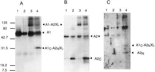 Fig. 5. APC cleavage of factor VIIIa or EDC cross-linked factor VIIIa. Bovine APC (0.045 μmol/L) and PSPCPE (100 μg/mL) were added to factor VIIIa or EDC cross-linked factor VIIIa (0.9 μmol/L) and reactions (600 μL) were incubated 16 hours at 37°C. After addition of SDS sample buffer, reactions were subjected to electrophoresis on 12% gels, transferred to PVDF, and immunoblotted with the following antibodies: C5 (A), R8B12 (B), or anti-FVIII403-427 (C). Lane 1, factor VIIIa; lane 2, APC-cleaved factor VIIIa; lane 3, cross-linked factor VIIIa; and lane 4, APC-cleaved cross-linked factor VIIIa.
