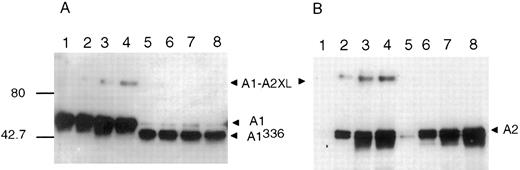 Fig. 6. EDC cross-linking of A2 with A1/A3-C1-C2 or A1336/A3-C1-C2. Reactions (40 μL) containing A1/A3-C1-C2 (200 nmol/L) (lanes 1 through 4) or A1336/A3-C1-C2 (200 nmol/L) (lanes 5 through 8) were incubated with the following: no additions (lanes 1 and 5), 100 nmol/L A2 (lanes 2 and 6), 200 nmol/L A2 (lanes 3 and 7), or 400 nmol/L A2 (lanes 4 and 8) for 30 minutes at room temperature. EDC (200 μmol/L) was added and incubation was continued for 1 hour. After addition of SDS sample buffer, reactions were subjected to electrophoresis on 6% to 15% gels, transferred to PVDF, and immunoblotted with 58.12 (A) or R8B12 (B).