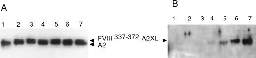Fig. 7. Formation of A2-FVIII337-372 cross-linked product. A2 (200 nmol/L) was incubated with no additions (lane 1), 0.625 μmol/L (lane 2), 1.25 μmol/L (lane 3), 2.5 μmol/L (lane 4), 5 μmol/L (lane 5), 10 μmol/L (lane 6), or 20 μmol/L (lane 7) FVIII337-372 in a reaction volume of 20 μL for 30 minutes at room temperature. EDC (200 μmol/L) was added and incubation was continued for 1 hour. After addition of SDS sample buffer, reactions were subjected to electrophoresis on 12% gels, transferred to PVDF, and immunoblotted with R8B12 (A) or anti-FVIII337-372 (B).