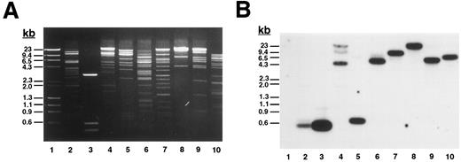 Fig. 1. Plasmid D12 contains the entire human β3 gene. (A) Ethidium bromide-stained agarose gel of D12 restriction digests. Lane 1, standard containing λ DNA digested with HindIII plus φx174 DNA digested with HaeIII; lane 2, D12 digested with Xba I + Sma I; lane 3, 1,211-bp Xho I + BamHI fragment of 5′ β3 gene subcloned into pBluescript and digested with Xba I + Sma I; the remaining lanes are D12 cut with Xba I (lane 4), Sma I (lane 5), HindIII (lane 6), Stu I (lane 7), Xho I (lane 8), Spe I (lane 9), and Acc I (lane 10). (B) Southern analysis of gel in (A) probed with 32P-labeled oligonucleotide ex0.S from positions −113 to −95 from the transcription start site of the β3 gene (probe position shown in Fig 3A). Lane 3 contains a positive control plasmid with genomic sequence from which the probe was designed.30 (C) Southern analysis of PCR products using clone D12 as a template, probed with a 32P-labeled β3 cDNA containing the entire coding region. Using primers flanking the indicated exons (Table 1), PCR reactions were performed on no template DNA (lanes 1, 4, 7, 10, 13, and 16), normal genomic DNA (lanes 2, 5, 8, 11, 14, and 17), and clone D12 (lanes 3, 6, 9, 12, 15, and 18). Under the same conditions, using the same PCR primers, no products were obtained using a negative P1 plasmid as a control (not shown). DNA size marker was φx174 digested with HaeIII. Exons are numbered as described in the text.