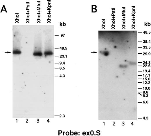 Fig. 2. Pulsed-field gel and Southern blot analysis of the β3 gene contained in clone D12. Two blots, generated using different electrophoretic conditions, are shown for each of the three probes. Panels are presented according to the 5′ to 3′ orientation of the probes (positions shown in Fig 3A). In all panels, the arrow indicates the 30.5-kb Xho I fragment. The same filter was probed, stripped, and reprobed in (A), (C), and (F ). Size markers are λ DNA PFGE Markers (Pharmacia) in (A), (C), and (F ); and 8- to 48-kb (mixed digest of λ) markers (Bio-Rad) in (B), (D), (E), and (G). (A and B) Southern blot analysis with oligonucleotide probe ex0.S, which is 5′ of the first exon. D12 DNA was digested with the indicated restriction enzymes. The Pst I-Pst I fragment (from the Xho I + Pst I digest) containing probe ex0.S is 1.49 kb and has run off the gel. (C, D, and E) Southern blot analysis with probe int0 between the first and second exons. The ethidium bromide-stained gel in (E) was used for the Southern analysis shown in (D) and is shown to demonstrate the ability to resolve the high molecular weight fragments in these studies. D12 DNA was digested with the indicated restriction enzymes. Note that the Kpn I digested completely in (C), but partially in (D) and (E). In (D) and (E), the ”Marker“ in lane 1 contains 8- to 48-kb (mixed digest of λ) markers (Bio-Rad); in (E), lane 0 contains λ DNA digested with HindIII. / (F and G) Southern blot analysis with probe ex2.A, which is 3′ of exon 2. D12 DNA was digested with the indicated restriction enzymes. The Kpn I-Kpn I fragment (from the Xho I + Kpn I digest) containing probe ex2.A is less than 2 kb and ran off the gel.