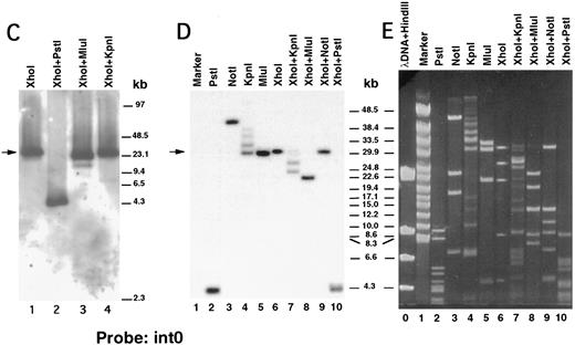 Fig. 2. Pulsed-field gel and Southern blot analysis of the β3 gene contained in clone D12. Two blots, generated using different electrophoretic conditions, are shown for each of the three probes. Panels are presented according to the 5′ to 3′ orientation of the probes (positions shown in Fig 3A). In all panels, the arrow indicates the 30.5-kb Xho I fragment. The same filter was probed, stripped, and reprobed in (A), (C), and (F ). Size markers are λ DNA PFGE Markers (Pharmacia) in (A), (C), and (F ); and 8- to 48-kb (mixed digest of λ) markers (Bio-Rad) in (B), (D), (E), and (G). (A and B) Southern blot analysis with oligonucleotide probe ex0.S, which is 5′ of the first exon. D12 DNA was digested with the indicated restriction enzymes. The Pst I-Pst I fragment (from the Xho I + Pst I digest) containing probe ex0.S is 1.49 kb and has run off the gel. (C, D, and E) Southern blot analysis with probe int0 between the first and second exons. The ethidium bromide-stained gel in (E) was used for the Southern analysis shown in (D) and is shown to demonstrate the ability to resolve the high molecular weight fragments in these studies. D12 DNA was digested with the indicated restriction enzymes. Note that the Kpn I digested completely in (C), but partially in (D) and (E). In (D) and (E), the ”Marker“ in lane 1 contains 8- to 48-kb (mixed digest of λ) markers (Bio-Rad); in (E), lane 0 contains λ DNA digested with HindIII. / (F and G) Southern blot analysis with probe ex2.A, which is 3′ of exon 2. D12 DNA was digested with the indicated restriction enzymes. The Kpn I-Kpn I fragment (from the Xho I + Kpn I digest) containing probe ex2.A is less than 2 kb and ran off the gel.
