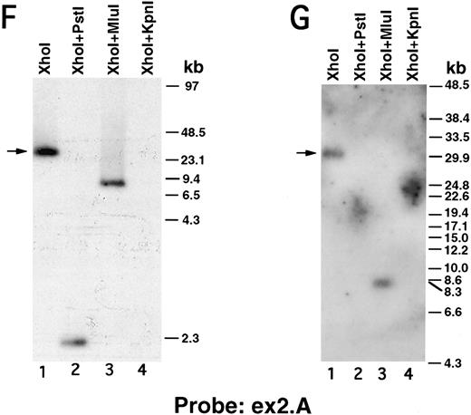Fig. 2. Pulsed-field gel and Southern blot analysis of the β3 gene contained in clone D12. Two blots, generated using different electrophoretic conditions, are shown for each of the three probes. Panels are presented according to the 5′ to 3′ orientation of the probes (positions shown in Fig 3A). In all panels, the arrow indicates the 30.5-kb Xho I fragment. The same filter was probed, stripped, and reprobed in (A), (C), and (F ). Size markers are λ DNA PFGE Markers (Pharmacia) in (A), (C), and (F ); and 8- to 48-kb (mixed digest of λ) markers (Bio-Rad) in (B), (D), (E), and (G). (A and B) Southern blot analysis with oligonucleotide probe ex0.S, which is 5′ of the first exon. D12 DNA was digested with the indicated restriction enzymes. The Pst I-Pst I fragment (from the Xho I + Pst I digest) containing probe ex0.S is 1.49 kb and has run off the gel. (C, D, and E) Southern blot analysis with probe int0 between the first and second exons. The ethidium bromide-stained gel in (E) was used for the Southern analysis shown in (D) and is shown to demonstrate the ability to resolve the high molecular weight fragments in these studies. D12 DNA was digested with the indicated restriction enzymes. Note that the Kpn I digested completely in (C), but partially in (D) and (E). In (D) and (E), the ”Marker“ in lane 1 contains 8- to 48-kb (mixed digest of λ) markers (Bio-Rad); in (E), lane 0 contains λ DNA digested with HindIII. / (F and G) Southern blot analysis with probe ex2.A, which is 3′ of exon 2. D12 DNA was digested with the indicated restriction enzymes. The Kpn I-Kpn I fragment (from the Xho I + Kpn I digest) containing probe ex2.A is less than 2 kb and ran off the gel.