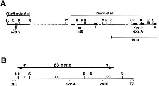 Fig. 3. Map of the 5′ region of the human β3 gene. (A) Southern blot data from Fig 2 were used to generate the map of the 5′ region of the β3 gene. The previously isolated sequences by Villa-Garcia et al30 and Zimrin et al29 are indicated above. Sp, Spe I; X, Xho I; P, Pst I; R, EcoRI; M, Mlu I; and K, Kpn I. The Pst I site with an asterisk is based on the data in Fig 2C. Underlined enzymes indicate clusters of sites. Exons 0 through 4 are indicated as black boxes; probe locations are indicated by small open boxes and labeled ex0.S, int0, and ex2.A. Gaps and dots in horizontal line indicate portions that have not been sequenced; dots represent new information from the current study. It is not known whether additional Pst I, Spe I, or EcoRI sites are contained within the dotted region. (B) Long-range restriction map for the β3 gene. D12 was digested with Sfi I (S) and/or Not I (N), and pulsed-field gel and Southern blot analyses were performed with probes synthesized from the sequences at the SP6 and T7 ends of the P1 plasmid. The entire D12 insert is shown as the horizontal line. Probe ex13 was a 1.5-kb cDNA 3′ to the EcoRI site in exon 13.36 The 5′ ex2.A and 3′ ex13 probes are positioned in the approximate location of the appropriate exon. Numbers are kilobases between indicated restriction sites. The horizontal line with arrow indicates the extent of the β3 gene.