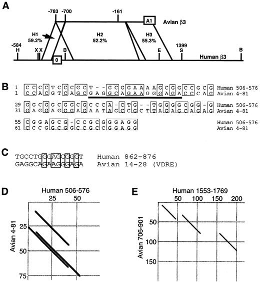 Fig. 4. Homology between the human and avian β3 genes. (A) Schematic representation showing the homologous regions of the 5′ regions of the human and avian β3 genes. Sequences were compared as described in the Materials and Methods. A1 refers to exon 1 of the avian gene.25 Nucleotide positions are relative to the transcription start sites. The numbers between the horizontal lines refer to the percentage of homology between regions H1, H2, and H3 of each gene. B, Bsm I; H, HindIII; X, Xba I; E, EcoRI; S, Sac I. In (B) through (E), the human and avian sequence numbering is according to the GenBank entry. (B) Alignment of the H1 region of the human and avian β3 genes. The thick underline indicates the VDRE of the avian gene. (C) Alignment between the avian VDRE with the corresponding human sequence from the H2 region. Dot matrix plots of the H1 (D) and H2 (E) regions of the human and avian β3 genes.