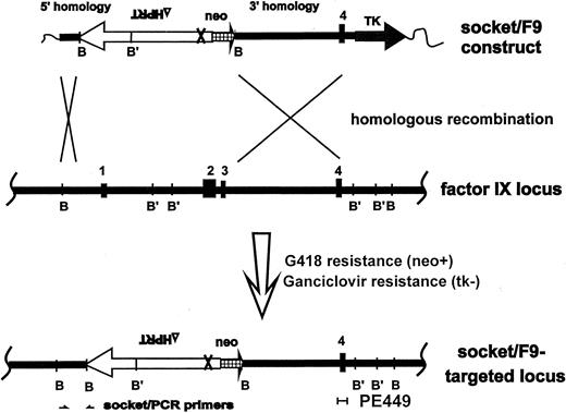 Fig. 1. Scheme for the homologous recombination between the targeting vector (socket/F9) and the endogenous factor IX gene of the murine ES cells. Homologous recombination causes replacement of a 5.5-kb segment that includes the promoter to exon 3 region of the factor IX gene with the socket (neoΔHPRT) in the ES cells. Restriction sites changed by the homologous recombination caused the targeted DNA to yield a 7-kb instead of the wild-type 14-kb fragment after BamHI digestion and a 12-kb instead of the wild-type 8.8-kb fragment after Bgl II digestion. The G418 resistance gene (neo ) and the thymidine kinase gene (TK ) are used for positive and negative selection, respectively. Locations of PCR primers and the PE449 probe for Southern blot analysis are indicated. Thick black lines indicate genomic DNA and regions of homology. Exons 1, 2, 3, and 4 of the murine factor IX gene are labeled. B, BamHI; B′, Bgl II.