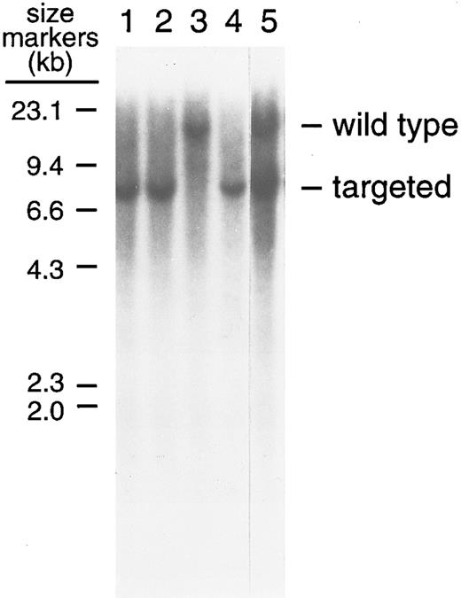 Fig. 2. Southern blot analysis of the BamHI digest of tail DNA isolated from factor IX-knockout and normal mice. Analyses were performed as described in the Materials and Methods. After BamHI digestion, DNA was electrophoresed in a 0.7% agarose gel and transferred to a Hybond-N membrane. Factor IX-knockout mice gave the expected 7-kb and wild-type mice the expected 14-kb fragment after hybridization to the 32P-labeled probe PE449. Lanes 1, 2, and 4 show factor IX-knockout male mice; lane 3 shows a normal male mouse; and lane 5 shows a (female) hemophilia B carrier.