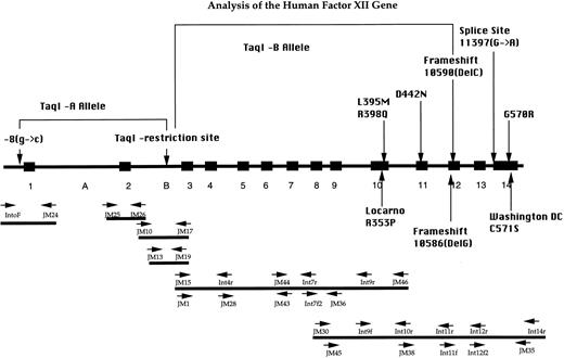 Fig. 1. PCR strategy for analysis of the FXII gene. Exon-intron organization, the localization of primers, and the positions of the sequence alterations are depicted. The brackets indicate the association between the different Taq I-alleles and their associated mutations in the 5′ upstream region and exon 12, respectively. The mutations R353P,4 10586(DelG),17 and C571S3 depicted in the lower part were not detected in our group of patients.