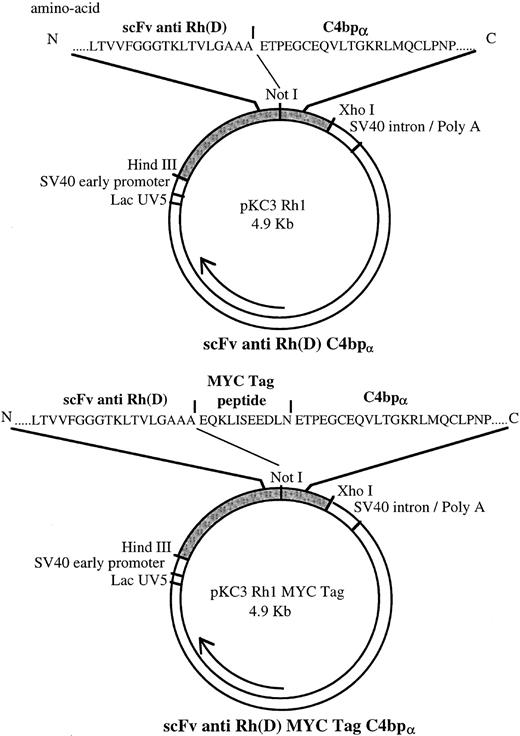 Fig. 1. Maps of pKC3 Rh1 and pKC3 Rh1 MYC Tag plasmids coding for multimeric scFv Rh(D) and MYC Tag multimeric scFv Rh(D) respectively. Amino acid sequences of the junction areas between scFv Rh(D) and C-terminal part of C4bp α-chain are depicted above the overall plasmid.