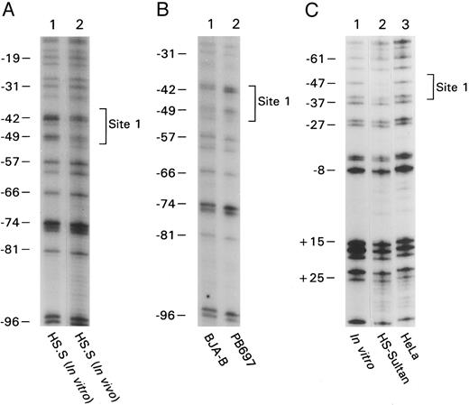Fig. 1. In vivo footprinting of the proximal CD20 promoter by amplifying either the coding or the noncoding strand. (A) Naked genomic DNA (lane 1) or intact cells from the B-cell line HS-Sultan (lane 2) were treated with DMS and in vitro or in vivo footprints were visualized by ligation mediated PCR using primer set 1. The numbers on the left correspond to the sequence of the CD20 promoter as shown in panel D. The in vivo protected residues are designated site 1 and are surrounded by a bracket. (B) In vivo footprinting using primer set 1 over the region indicated was performed using in vivo methylated DNA from the following cell lines: lane 1, CD20positive B-cell line BJA-B; lane 2, CD20 negative pre–B-cell line PB697. (C) In vivo footprinting on the opposing strand of the CD20 promoter was performed using primer set #2. Naked DNA (lane 1) or intact cells from the B-cell line HS-Sultan (lane 2) or the cervical carcinoma cell line HeLa (lane 3) were used. (D) Nucleotide sequence of the first 230 base pairs of the CD20 promoter. Known transcriptional start sites are marked with an arrow (⇓), a nucleotide residue within the most 3′ cluster of transcriptional start sites is designated +1. Binding sites for regulatory proteins as determined by EMSA and in vivo footprinting are surrounded by a bracket. In vivo protected nucleotides are indicated by a triangle (▾), nucleotides rendered hypersensitive by in vivo methylation by a diamond (♦).