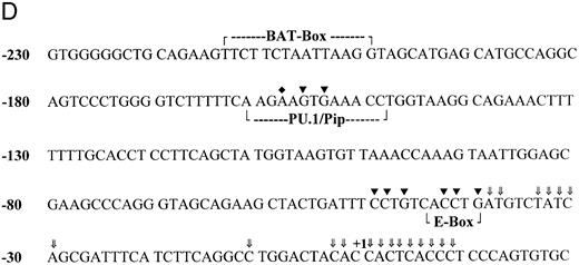 Fig. 1. In vivo footprinting of the proximal CD20 promoter by amplifying either the coding or the noncoding strand. (A) Naked genomic DNA (lane 1) or intact cells from the B-cell line HS-Sultan (lane 2) were treated with DMS and in vitro or in vivo footprints were visualized by ligation mediated PCR using primer set 1. The numbers on the left correspond to the sequence of the CD20 promoter as shown in panel D. The in vivo protected residues are designated site 1 and are surrounded by a bracket. (B) In vivo footprinting using primer set 1 over the region indicated was performed using in vivo methylated DNA from the following cell lines: lane 1, CD20positive B-cell line BJA-B; lane 2, CD20 negative pre–B-cell line PB697. (C) In vivo footprinting on the opposing strand of the CD20 promoter was performed using primer set #2. Naked DNA (lane 1) or intact cells from the B-cell line HS-Sultan (lane 2) or the cervical carcinoma cell line HeLa (lane 3) were used. (D) Nucleotide sequence of the first 230 base pairs of the CD20 promoter. Known transcriptional start sites are marked with an arrow (⇓), a nucleotide residue within the most 3′ cluster of transcriptional start sites is designated +1. Binding sites for regulatory proteins as determined by EMSA and in vivo footprinting are surrounded by a bracket. In vivo protected nucleotides are indicated by a triangle (▾), nucleotides rendered hypersensitive by in vivo methylation by a diamond (♦).