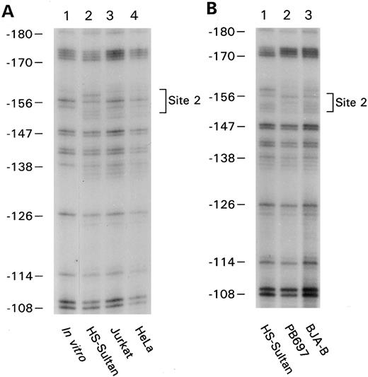 Fig. 2. In vivo footprinting of bases −108 to −180 of the CD20 promoter. (A) Naked genomic DNA (lane 1) or intact cells from the B-cell line HS-Sultan (lane 2), T-cell line Jurkat (lane 3), and cervival carcinoma cell line HeLa (lane 4) were exposed to DMS, and in vivo footprints were visualized by ligation mediated PCR using primer set 3. The numbers on the left correspond to the sequence of the CD20 promoter shown in Fig 1D. The protected residues were designated as site 2 and are surrounded by a bracket. (B) In vivo footprinting was performed in an identical manner using the following cell lines: lane 1, CD20-positive plasmacytoma cell line HS-Sultan; lane 2, CD20-negative pre–B-cell line PB697; and lane 3, CD20-positive B-cell line BJA-B.