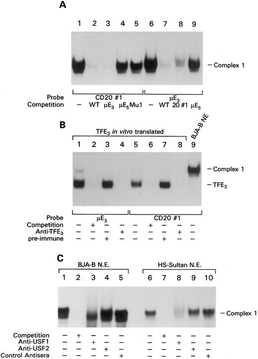 Fig. 3. EMSA shows binding of basic helix-loop-helix-zipper transcription factors to CD20 promoter site 1. (A) A total of 0.5 ng of labeled probe CD20#1 (lanes 1 to 5) or a μE3 probe (6 to 9) were incubated with BJA-B nuclear extracts and the indicated unlabeled competitor probe (200-fold excess). The resultant complexes were separated on a 5% native polyacrylamide gel. (B) The same probes as in panel A were either incubated with in vitro translated TFE3 (lanes 1 to 8) or BJA-B nuclear extracts (lane 9) in the absence (−) or presence (+) of 200-fold excess of unlabeled competitor probe. In vitro translated TFE3 was either incubated with preimmune serum (lanes 3 and 7) or anti-TFE3 antiserum (lanes 4 and 8) before addition of the indicated probe. EMSA was performed as in panel A. (C) USF1 is a major component of complex 1. EMSA in which nuclear extracts from the indicated source have been preincubated with an antiserum to USF1 or USF2 or with preimmune control. Competition with a 200-fold excess of cold probe.