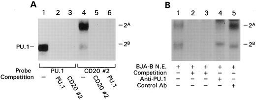 Fig. 4. EMSA shows a protein complex containing PU.1 binds CD20 promoter site 2. (A) EMSA with either the PU.1 site of the SV-40 enhancer (PU.1) or the in vivo protected site 2 of the CD20 promoter (CD20#2) were incubated with BJA-B nuclear extract and the indicated unlabeled competitor probe (200-fold excess). The complexes detected with the CD20#2 probe are designated complex 2A and 2B. (B) EMSA with BJA-B nuclear extracts depleted of PU.1 or not using the CD20#2 probe. As in panel A, binding was competed with unlabeled CD20#2 probe (lane 2) or SV-40 PU.1 probe (lane 3). BJA-B nuclear extracts were incubated with a rabbit PU.1 antiserum (lane 4) or a control antiserum (lane 5) and cleared with goat antirabbit Ig coupled to magnetic beads before the EMSA.
