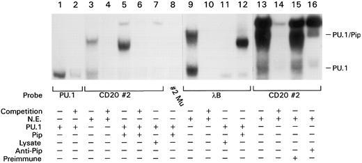 Fig. 5. PU.1 and Pip bind cooperatively to the CD20 promoter and the λB element. A total of 0.5 ng of the indicated labeled probe were incubated either with BJA-B nuclear extract (lanes 3, 4, 9, and 10), in vitro translated PU.1 (lanes 1 and 2), a combination of in vitro translated PU.1 and either in vitro translated Pip (lanes 5, 6, 8, and 12), unprogrammed reticulocyte lysate (lanes 7 and 11), or a tonsil B nuclear extract (lanes 13 to 16) in the presence of a preimmune antisera (lane 15) or anti-Pip antiserum (lane 16). The PU.1/Pip complex migrates slightly faster than a nonspecific complex that can be partially competed by any DNA probe. A 200-fold excess of respective unlabeled competitor probe was added in the indicated lanes (+). EMSA was performed as described in Fig 3. Lanes 1 to 8, lanes 9 to 12, and lanes 13 to 16 are from three separate experiments so the migration of PU.1 and PU.1/Pip are slightly different.
