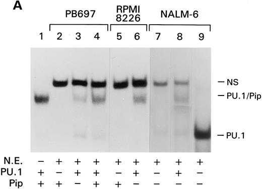 Fig. 6. Absence of the PU.1/Pip complex in CD20-negative cell lines. (A) EMSA was performed with 0.5 ng of the CD20#2 probe or the SV40 PU.1 probe (lane 9) and in vitro translated PU.1 and Pip (lane 1) or nuclear extracts from B-cell lines PB697 (lanes 2,3, and 4), RPMI 8226 (lanes 5 and 6), or NALM-6. In vitro translated proteins were added to the gel shift reactions as indicated. NS denotes a nonspecific band. (B) PU.1 immunoblot. A total of 100 μg of whole cell lysate of the indicated cell line (lanes 1 to 7) or 6 λ of 35S-labeled in vitro translated mouse PU.1 (lane 8) were fractionated by SDS-PAGE and immunoblotted with a rabbit PU.1 antiserum. Autoradiography was performed with the same membrane to verify the position of 35S-labeled PU.1 (lane 9).