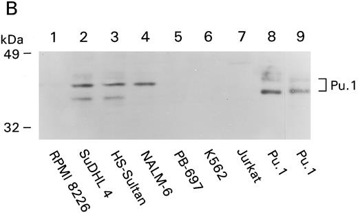 Fig. 6. Absence of the PU.1/Pip complex in CD20-negative cell lines. (A) EMSA was performed with 0.5 ng of the CD20#2 probe or the SV40 PU.1 probe (lane 9) and in vitro translated PU.1 and Pip (lane 1) or nuclear extracts from B-cell lines PB697 (lanes 2,3, and 4), RPMI 8226 (lanes 5 and 6), or NALM-6. In vitro translated proteins were added to the gel shift reactions as indicated. NS denotes a nonspecific band. (B) PU.1 immunoblot. A total of 100 μg of whole cell lysate of the indicated cell line (lanes 1 to 7) or 6 λ of 35S-labeled in vitro translated mouse PU.1 (lane 8) were fractionated by SDS-PAGE and immunoblotted with a rabbit PU.1 antiserum. Autoradiography was performed with the same membrane to verify the position of 35S-labeled PU.1 (lane 9).