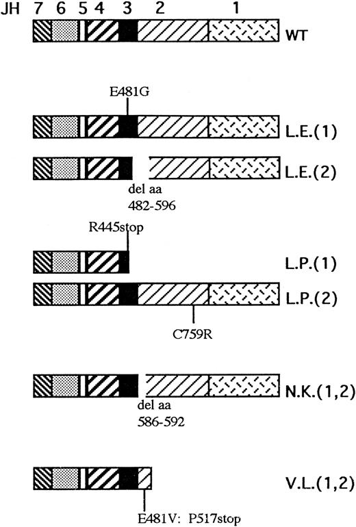 Fig. 2. Overview of predicted protein abnormalities occurring in the four JAK3/SCID patients described in the present report. The JH1-7 domains are depicted in different patterns as indicated above the wild-type (WT) protein. The patient initials are indicated beside every mutated allele; the numbers in brackets refer to the two different alleles when the patients are compound heterozygotes.