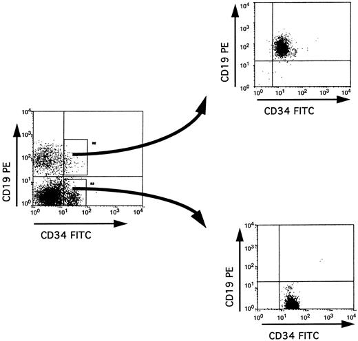 Fig. 1. Isolation of CD34+ CD19+ and CD34+ CD19− populations by cell sorting. Low density mononuclear cells from adult BM were labeled with anti-CD34–FITC and anti-CD19–PE, and cells within the lymphoid blast window were analyzed before or immediately after double cell sorting on a FACStar Plus flow cytometer. The purity of the sorted cells in each fraction was at least 99%.