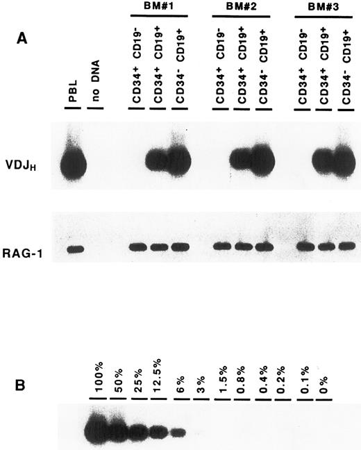 Fig. 2. Detection of VDJH rearrangements in BM cell fractions. DNA isolated from purified cell fractions (A) or dilutions of CD34− CD19+ B cells in keratinocytes (B) were amplified with consensus FR3 and JH primers. PCR products were subjected to Southern blot hybridization using an internal consensus JH oligonucleotide probe. Amplification of the RAG-1 gene served as control for DNA integrity.