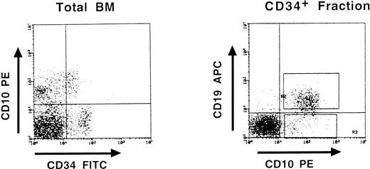 Fig. 4. Three-color fluorescence analysis of BM cells labeled with anti-CD34–FITC, anti-CD10–PE, and anti-CD19–APC. This representative experiment shows the existence of a CD34+ CD10+ CD19− population. Boxes on the right panel represent the window gates used during the sort procedure.