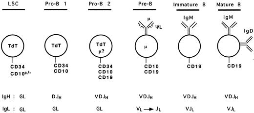 Fig. 6. Model of human early B-cell differentiation. LSC, lymphoid stem cell; GL, germline.
